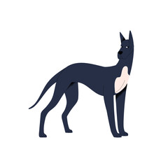 Graceful dog of Great Dane breed. Cautious bewared doggy looking suspicious, skeptical. Funny cute tall canine animal pet with cropped ears. Flat vector illustration isolated on white background