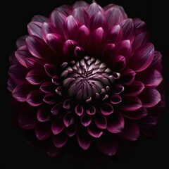 Surreal dark chrome pink and purple flower dahlia macro isolated on black Generative AI