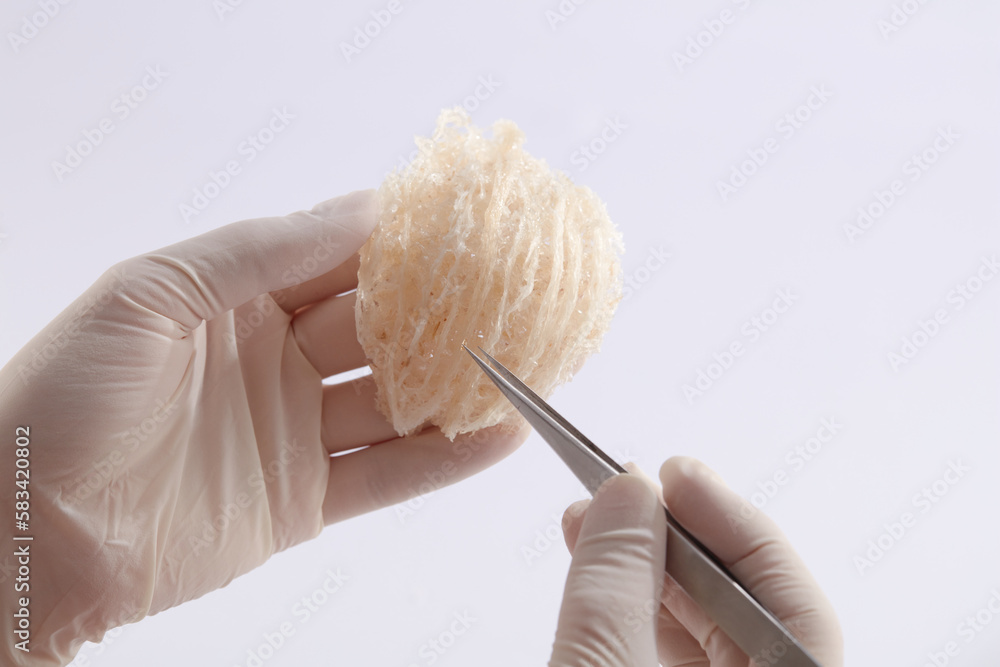 Canvas Prints A gloved hand model is holding an edible bird’s nest and a tweezers on another hand with white background. Bird’s nest can help sleep well and reduce stress