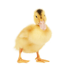 Newborn yellow duckling isolated on white background.
