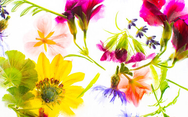 Fototapeta na wymiar Summer background of frozen flowers in ice, cornflowers and geraniums, osteosperum and lavender and carnation