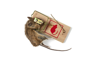 Dead mouse caught in mousetrap in house isolated on white background. Сoncept of controlling ...