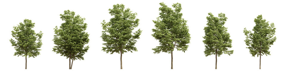 tree set, collection of beautiful plants, isolated on transparent background