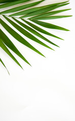 Green palm leaf on Background