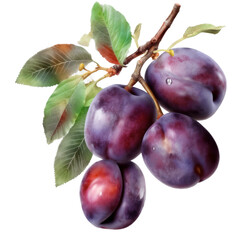 Plums with leaves and a branch isolated