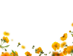 Overlay with isolated flying yellow flowers and petals on transparent backgropund. Floral border 