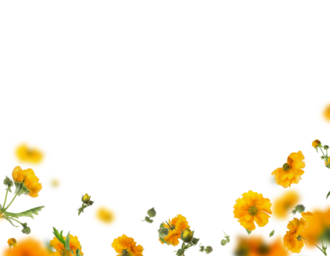 Overlay with isolated flying yellow flowers and petals on transparent backgropund. Floral border 