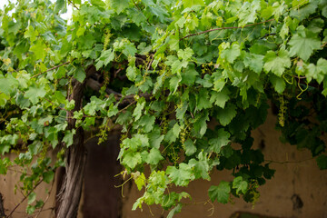 Fototapeta na wymiar Summer flowering grape tree in the garden