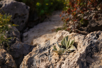 Succulent on the rocks during the sunset