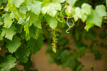 The grapes are starting to bloom