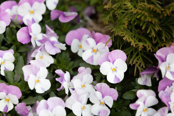 Herald of spring tricolor violets. pansy