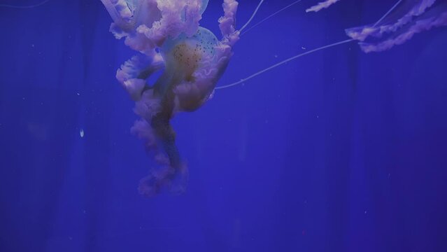 The Mauve Stinger (Pelagia Noctiluca)It Is One Of The Most Studied Species Of Jellyfish ,Reduce Noise