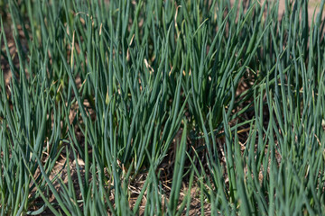 Green onions growing in the field. warm sunshine

