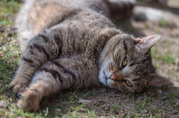 Cute domestic cat in the spring garden. Sunny day. Playing with a pet.