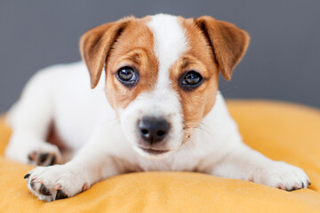 Puppy dog lying on yellow pillow on a gray background