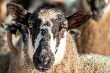 Cluse up of Blackface Sheep in the snow in Ireland