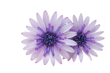  Osteosperumum Flower Daisy White Background