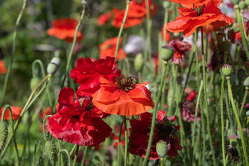 poppies bloom in a flower bed in summer