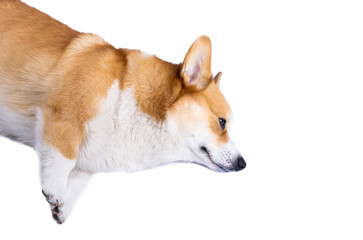 welsh corgi pembroke isolated