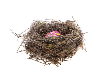 Obraz premium bird's nest isolated