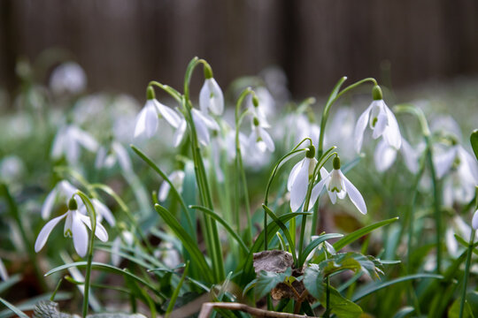 White snowdrop flowers against green bokeh background.