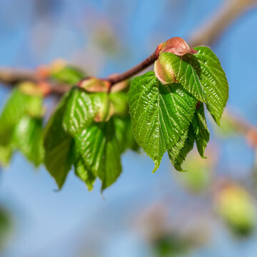 New leaves on the branches of a tree.