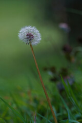 Dandelion in the foreground with the background out of focus in the countryside in springtime