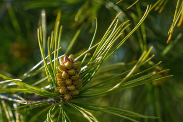 Pineapple in the foreground with spruce branches in the sunshine in springtime