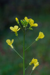 Wallpaper with yellow flowers and blurred background in springtime