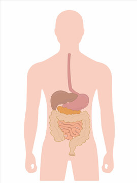 The concept of a person people with organs of the abdominal cavity stomach liver intestines illustration