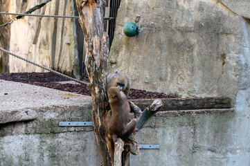 Two Mandrill Apes At The Artis Zoo At Amsterdam The Netherlands 7-9-2022