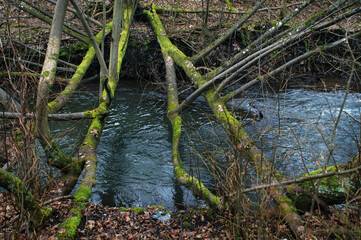 The small river flows through the forest in early spring. Landscape.