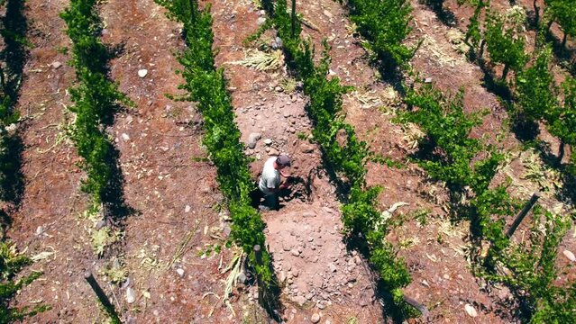 Aerial orbit of a person inside a calicata between trellised vines, inspecting plant rootlets, Maipo Valley, Chile.