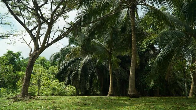 Tropical Trees in a Park with Cropped Green Lawn swaying Under Light Wind on Sunny Day