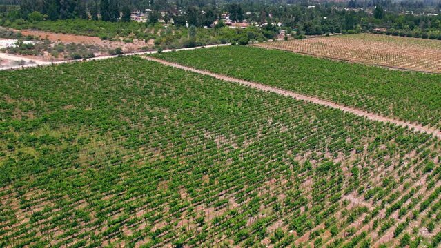 Aerial orbit establishing of a vineyard in vertical formations, Pirque, Maipo Valley, Chile
