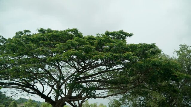 Tropical American Rain Tree (Albizia saman) Top Against Cloudy Sky