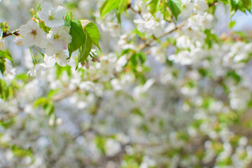 Cherry blossoms, Somei Yoshino, blue sky and cherry blossoms, beautiful cherry blossoms in full bloom, spring season, natural scenery, background material,