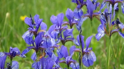 Lilienfeld im Frühjahr © luechi2016