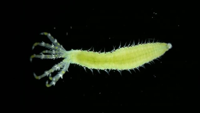 Polychaeta worm, family Sabellidae under a microscope. Filter, lives in a lime tube. Has Radiole tentacles with many cilia. Indian Ocean