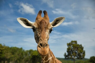 Naklejka premium Portrait close-up of a giraffe, a bright blue sky and trees in the background.