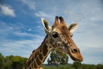 Portrait close-up of a giraffe, a bright blue sky and trees in the background.