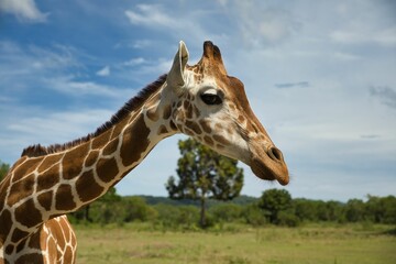 Naklejka premium Portrait close-up of a giraffe, a bright blue sky and trees in the background.