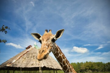 Funny portrait close-up of a giraffe that is eating, in the background a hut with thatched roof.