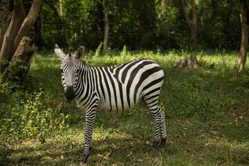 Full body close-up of a zebra in the middle of a green sunlit idyll of trees, bushes and grass.