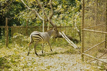 Fototapeta na wymiar Full body shot of a zebra surrounded by fences, trees and bushes in the background.