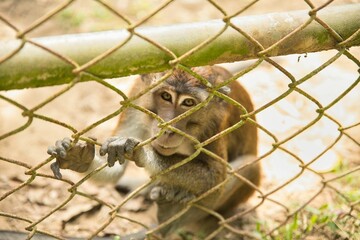 A cynomolgus monkey sits on a sunlit sandy floor and looks up at the camera, holding on to a fence.