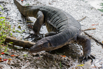 Varanus salvator, varano o monitor