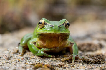 Ranita meridional, Hyla meridionalis