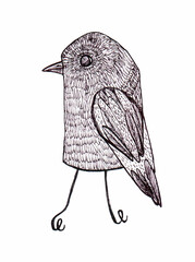 Hand drawn sketch of bird