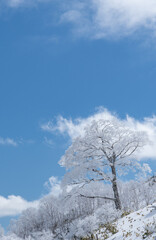 霧氷する木と青空